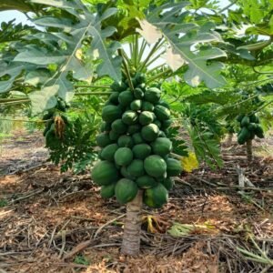 Fruits (Papayes)