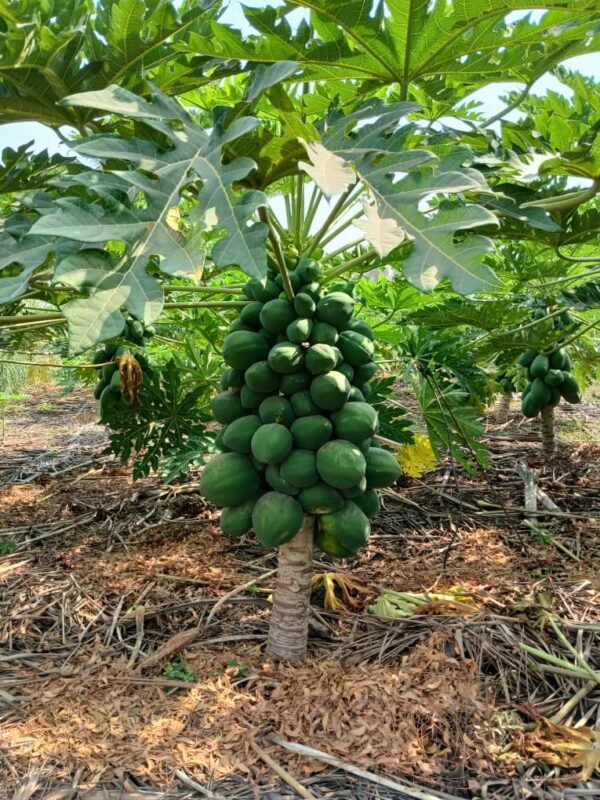 Fruits (Papayes)
