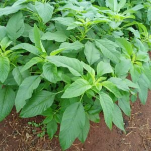 Légumes