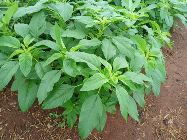 Légumes