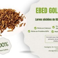 affiche Ebed Golden